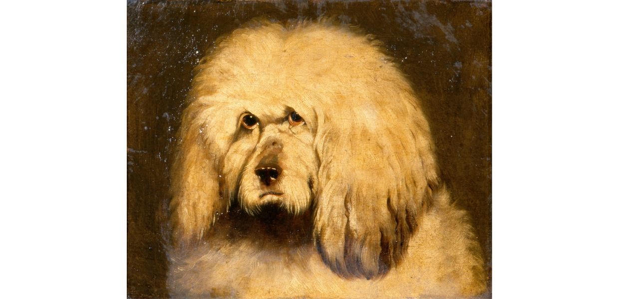 A 19th century study of a dog's head